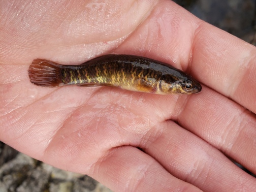 A small, dark fish with golden stripes being held in a person's hand. Full resolution image linked.