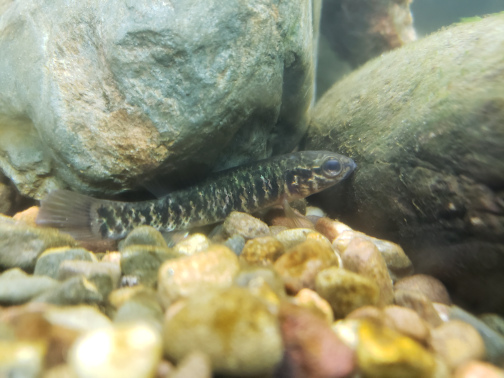 A young central mudminnow resting underneath a rock on the bottom of a fish tank. Full resolution image linked.