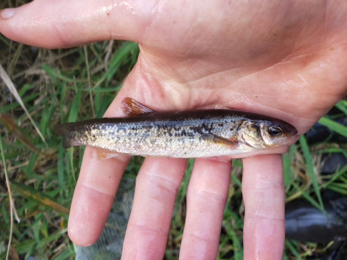 A medium-sized minnow with mottled scales and a slightly pink belly being held in a person's hand. Full resolution image linked.