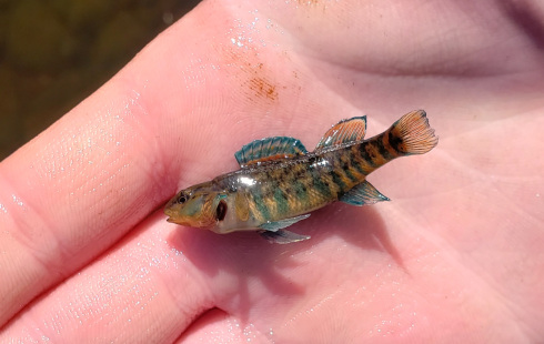 A small fish with striking blue banding on its body & fins being held in a person's hand. Full resolution image linked.